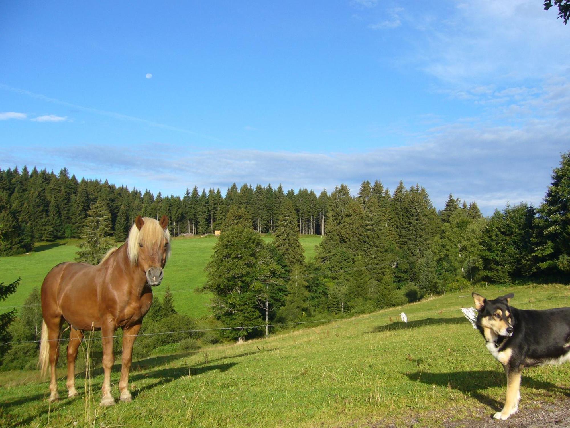 Hoehengasthaus Kolmenhof An Der Donauquelle Furtwangen Exterior foto