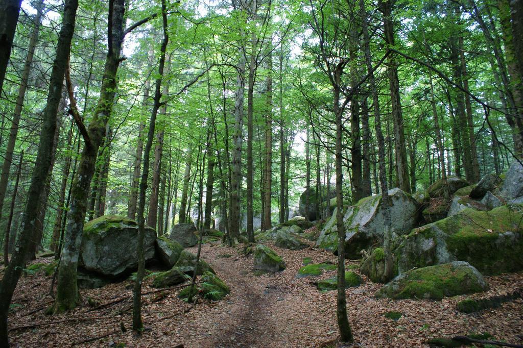 Hoehengasthaus Kolmenhof An Der Donauquelle Furtwangen Exterior foto